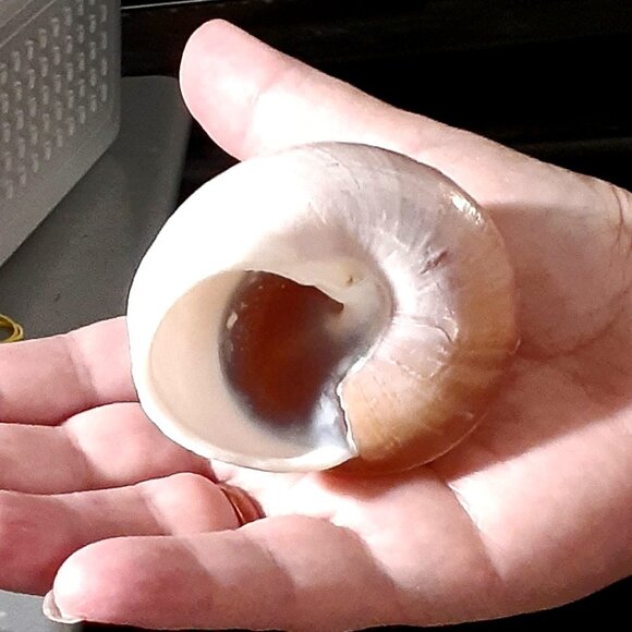 Natural!! Turbo Seashell 3.38 in Length Dark Color Shell - Collectible and Nice! - Picture 9 of 9